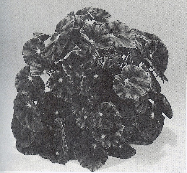 B. ‘Illsley’